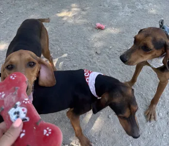 Adopt Alfi