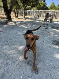 Adopt Alfi