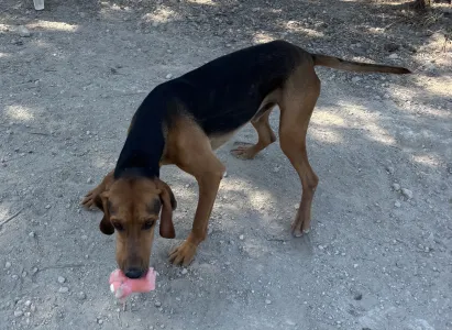 Adopt Alfi