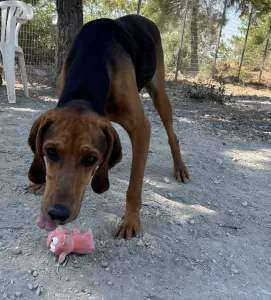 Adopt Alfi