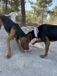 Adopt Alfi