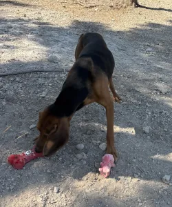 Adopt Alfi