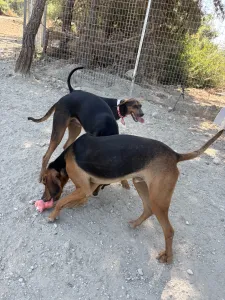 Adopt Alberto