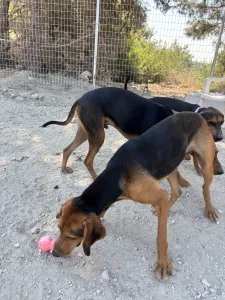 Adopt Boubis