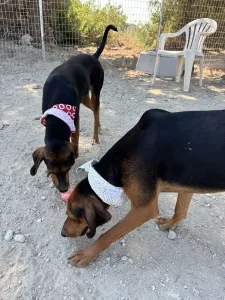 Adopt Alfi