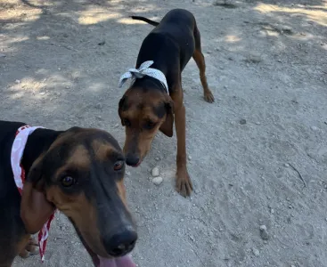 Adopt Boubis