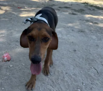 Adopt Boubis