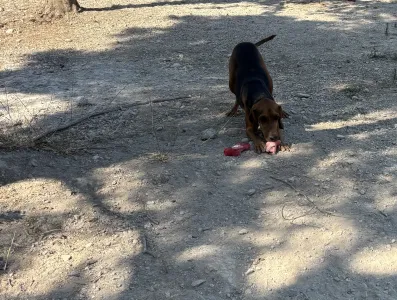 Adopt Alfi