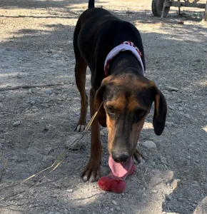 Adopt Alberto