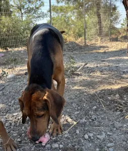 Adopt Alfi