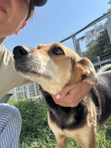 Adopt Faidra