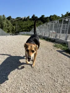 Adopt Faidra
