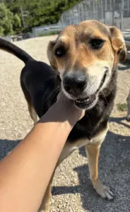 Adopt Faidra