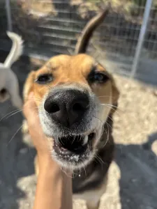 Adopt Faidra