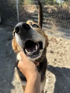 Adopt Faidra