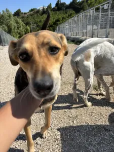 Adopt Faidra