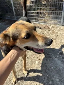 Adopt Faidra