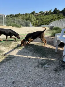 Adopt Kim