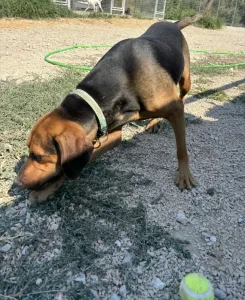 Adopt Kim