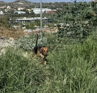 Adopt Kim