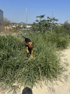 Adopt Kim