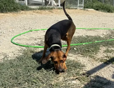 Adopt Kim