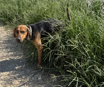 Adopt Kim