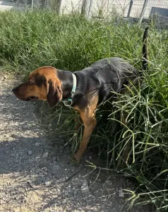 Adopt Kim