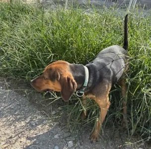 Adopt Kim