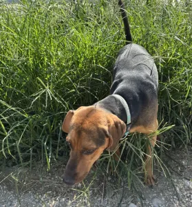 Adopt Kim
