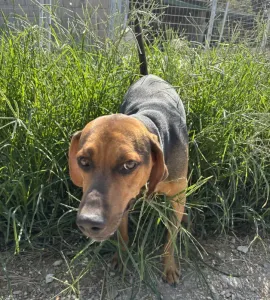 Adoption profile for Kim