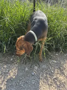 Adopt Kim