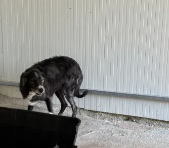 Adopt Panda