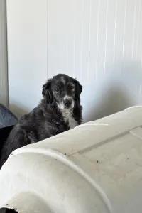 Adopt Panda