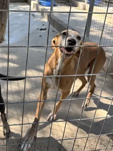Adopt Amo