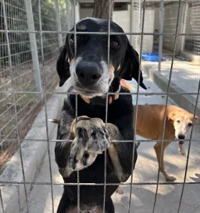 Adopt Amo