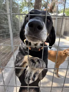 Adopt Poco
