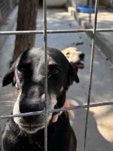 Adopt Chocolate