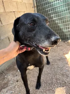 Adoption profile for Chocolate