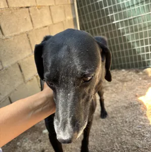 Adopt Chocolate