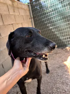 Adopt Chocolate