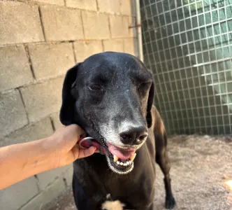 Adopt Chocolate