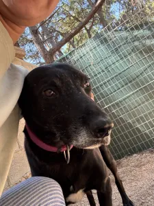 Adopt Chocolate