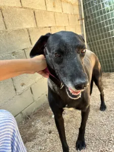 Adopt Chocolate
