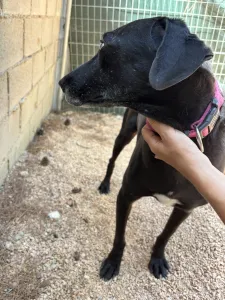 Adopt Chocolate
