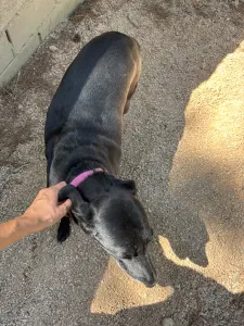 Adopt Chocolate