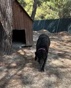 Adopt Chocolate