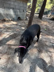 Adopt Chocolate