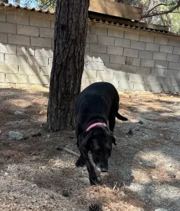 Adopt Chocolate