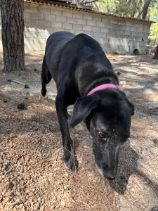 Adopt Chocolate